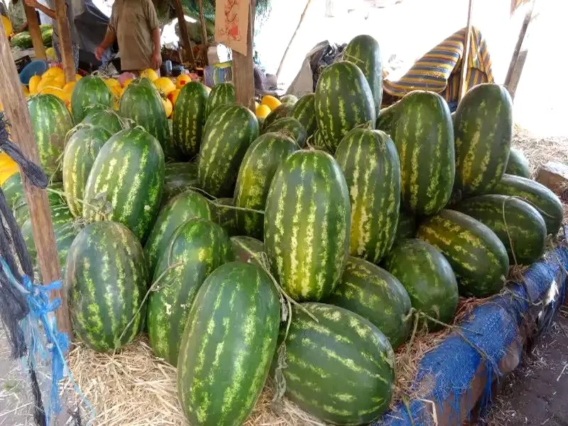 Le Maroc Maintient sa Suprématie sur le Marché Espagnol des Pastèques Malgré le Stress Hydrique