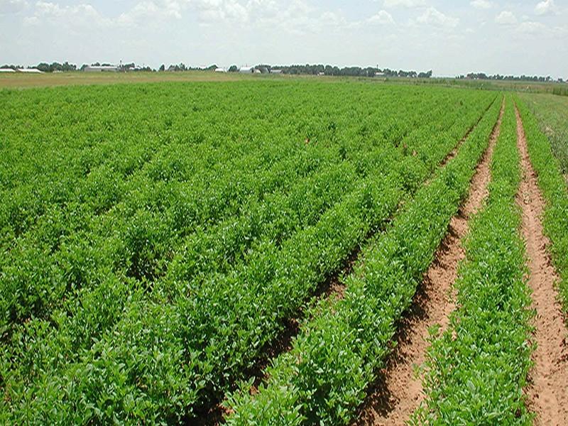 Agriculture : Le savoir-faire marocain s’exporte au Rwanda