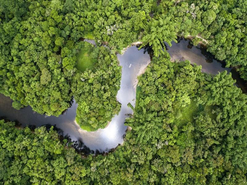 Amazonie : sa capacité à absorber le CO2 revue à la baisse