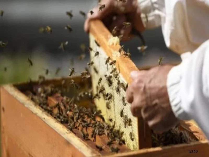 Apiculture au Maroc : entre défis sanitaires, importations massives et potentiel économique
