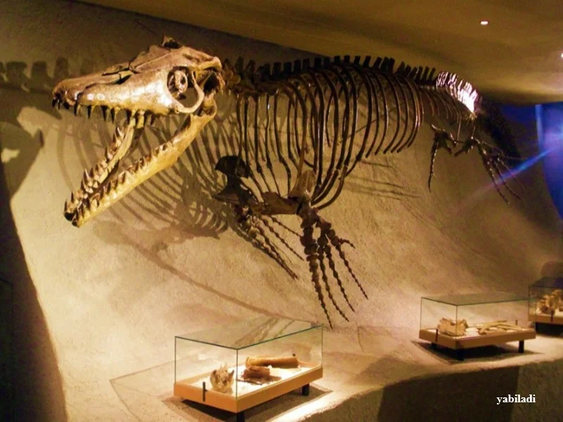 Maroc : decouverte du mosasaure geant Pluridens imelaki dans les phosphates de Khouribga