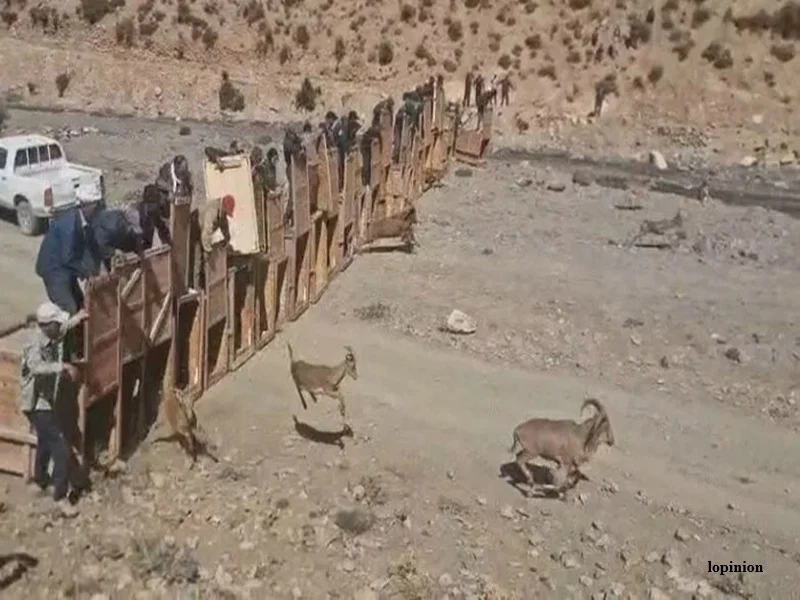 Haut Atlas : l’ANEF réintroduit le mouflon à manchettes