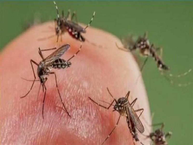 Marrakech envahie par les moustiques