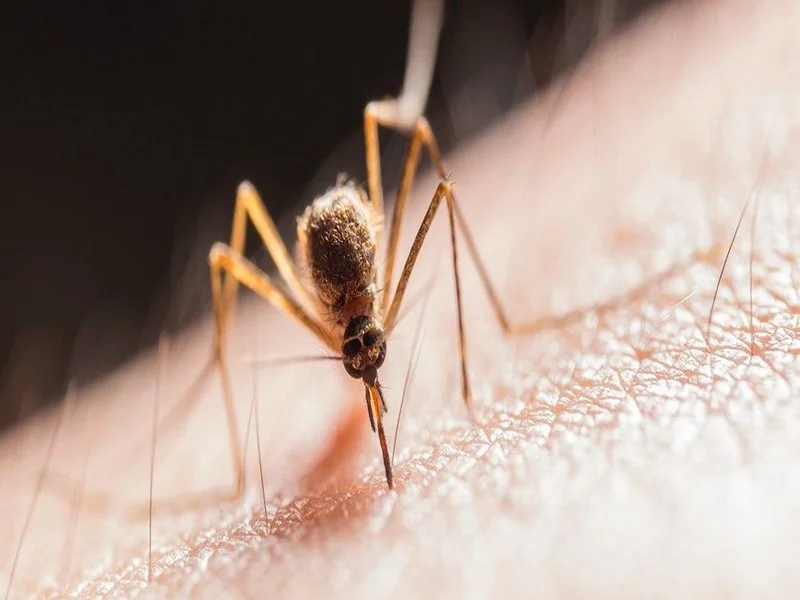 Des moustiques génétiquement modifiés vont être lâchés en Floride