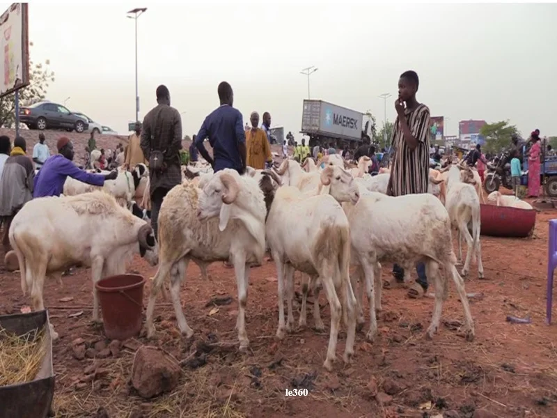 Aid Al-Adha au Maroc : le gouvernement renforce le controle des marches de moutons contre la speculation