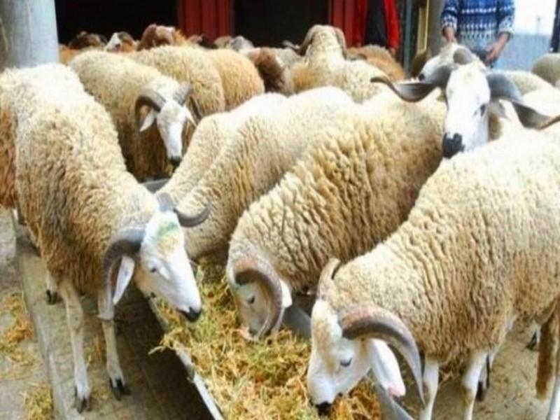Aid El Kébir: voici les prix du mouton cette année