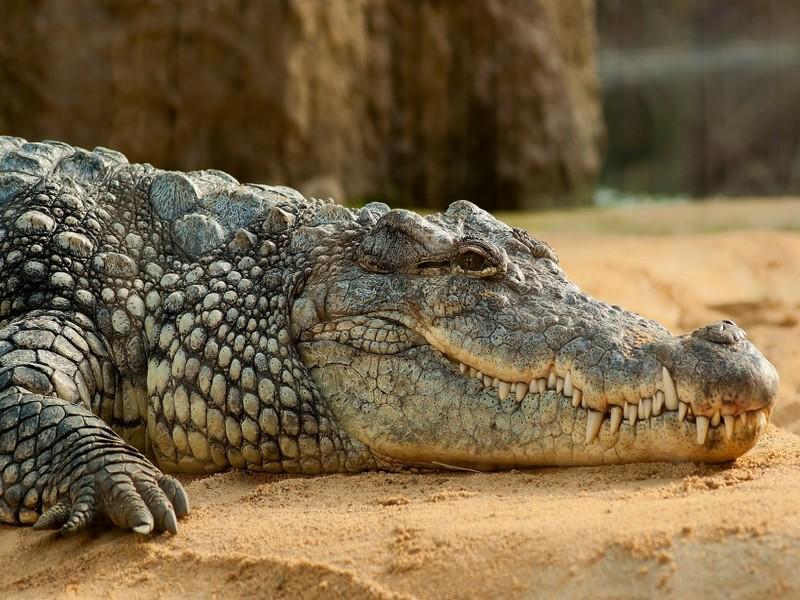 Le crocodile du Maroc (espèce éteinte en 1951)