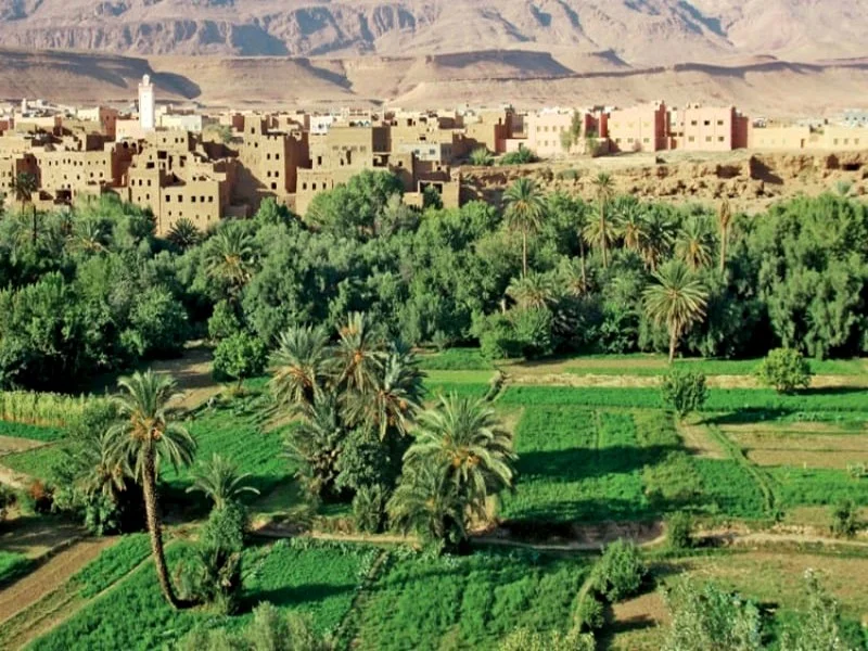 L'oasis de Ziz : Symbole d'une sécheresse implacable qui menace l'avenir des oasis marocaines