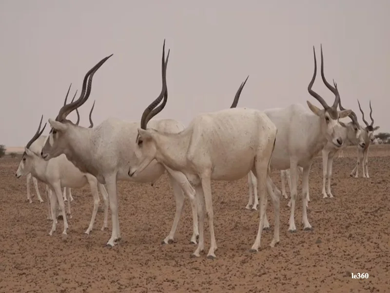 Tourisme a Es-Semara : destination saharienne emergente au Maroc entre patrimoine, archeologie et ecotourisme