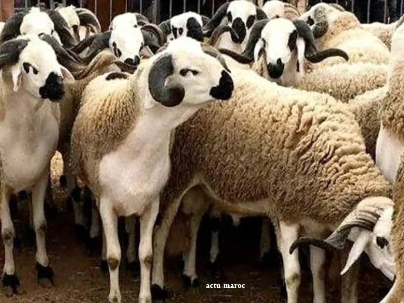Aid Al-Adha au Maroc : baisse des ventes de moutons et inquietude des eleveurs face a la hausse des prix
