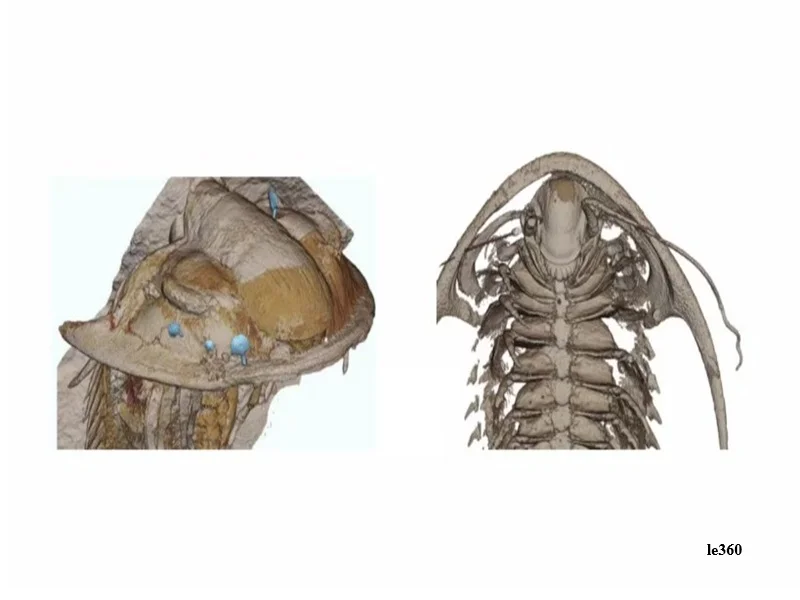 Trafic de fossiles marocains : saisie douanière majeure en France