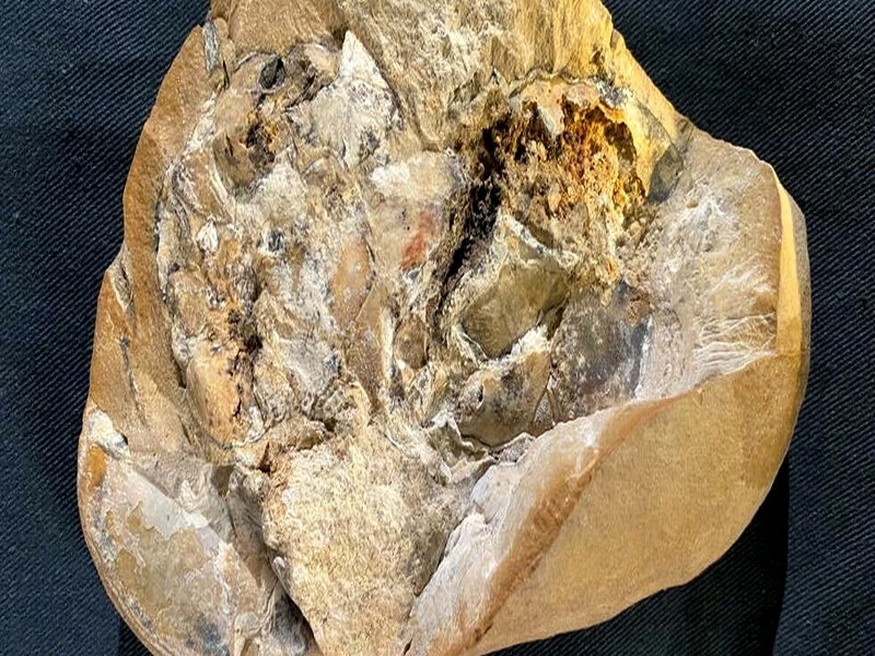 Australie : une découverte rarissime enchante les paléontologues