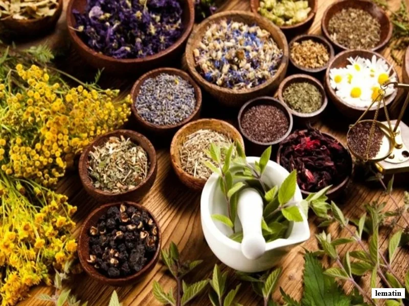 Plantes medicinales : le Maroc vise un marche de 970 milliards