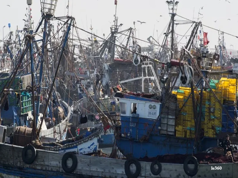 Pêche au Maroc : nouvelle gestion des sardines en 2026