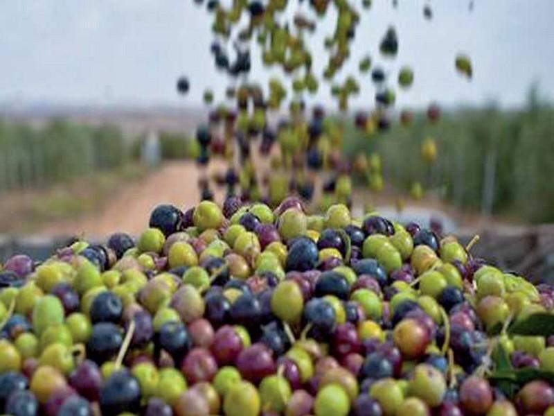 Agriculture Un record attendu pour la production d'olives cette année