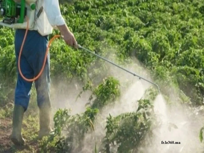 Fruits contaminés : alerte sur les pesticides au Maroc