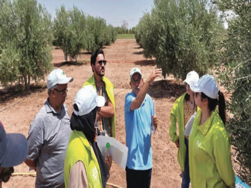 Innovation au service de l’oléiculture marocaine 