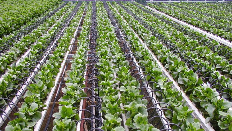 ALERTE TSGJB Souss-Massa : 65 % des exportations marocaines d’agrumes en 2025-2026