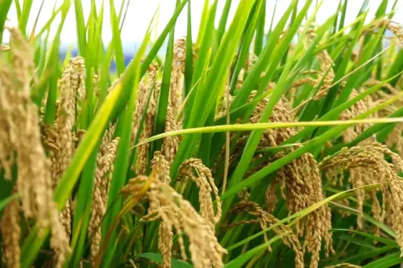 ALERTE TSGJB - Filière rizicole au Maroc : les producteurs réclament toujours un plan de sauvegarde