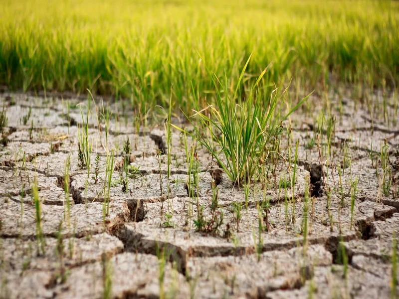 La production de riz en 2022 s’est effondrée sous la pression du réchauffement climatique : les 