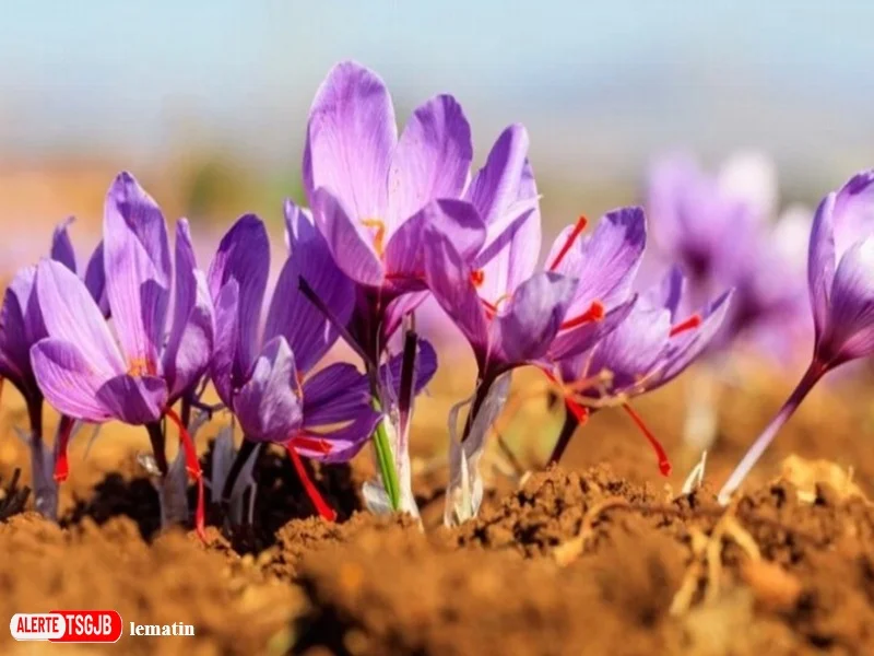 ALERTE TSGJB Taroudant : un programme de formation au safran pour soutenir les agriculteurs et les femmes rurales