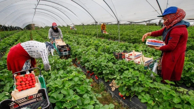 Les agriculteurs britanniques cherchent à recruter des saisonniers marocains