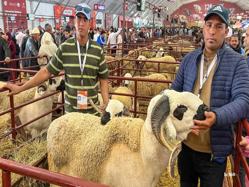 Race Sardi au SIAM 2024 : offre abondante, prix stables avant l’Aïd Al-Adha et essor de l’elevage ovin au Maroc 