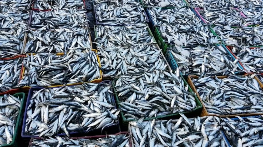 Prix de la sardine au Maroc avant le Ramadan : entre réalité du marché et spéculation