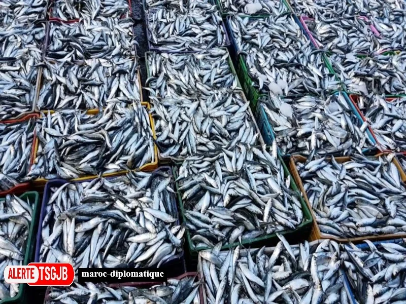 ALERTE TSGJB Peche maritime au Maroc : les debarquements de sardines bondissent de 66% en 2026