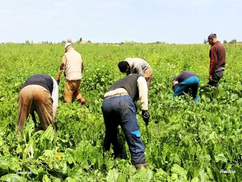 Maroc : 40.000 jeunes ruraux formes pour creer 15.000 emplois dans l’agriculture