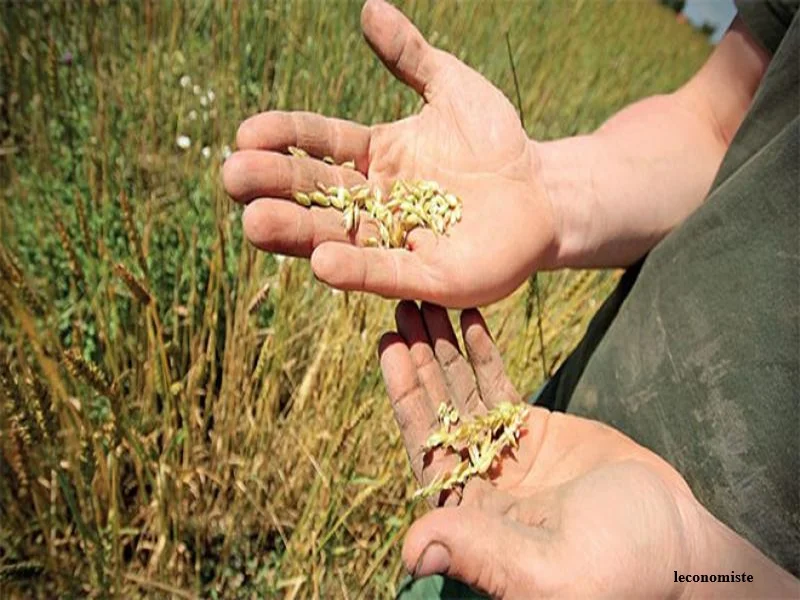 Maroc : des semences résilientes face au climat avec ICARDA et INRA