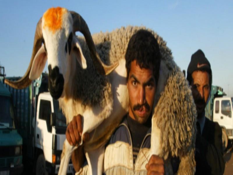 L'Aïd Al Adha, ou le business juteux du mouton 2.0