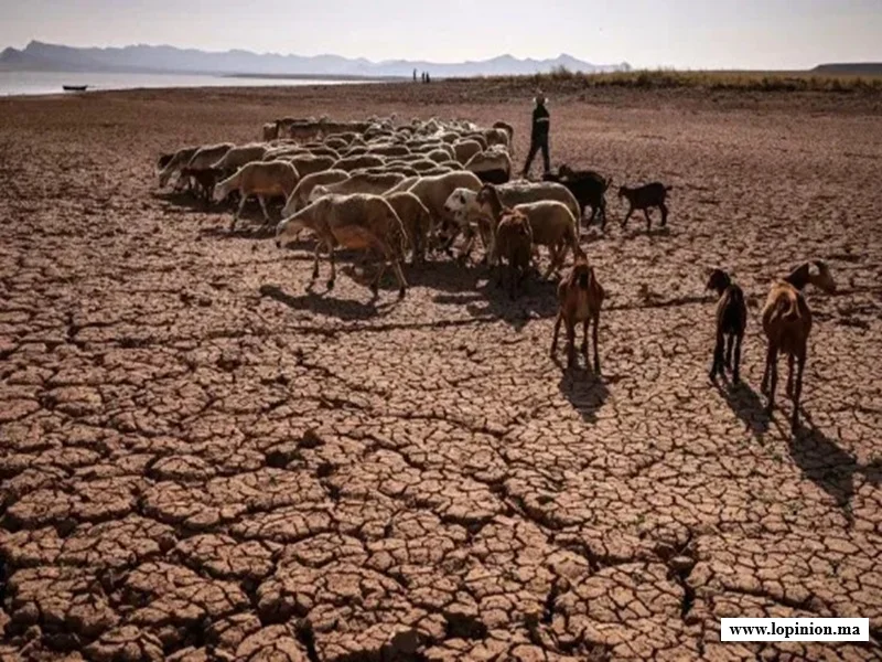 Sécheresse au Maroc : alerte sur le cheptel et l’eau