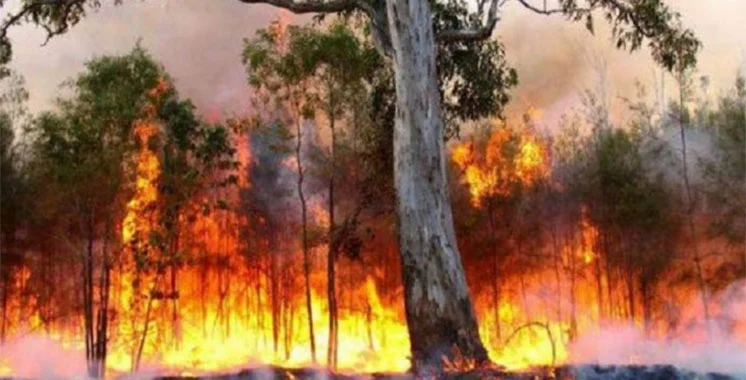Incendies : plusieurs forêts du nord du Maroc en alerte rouge