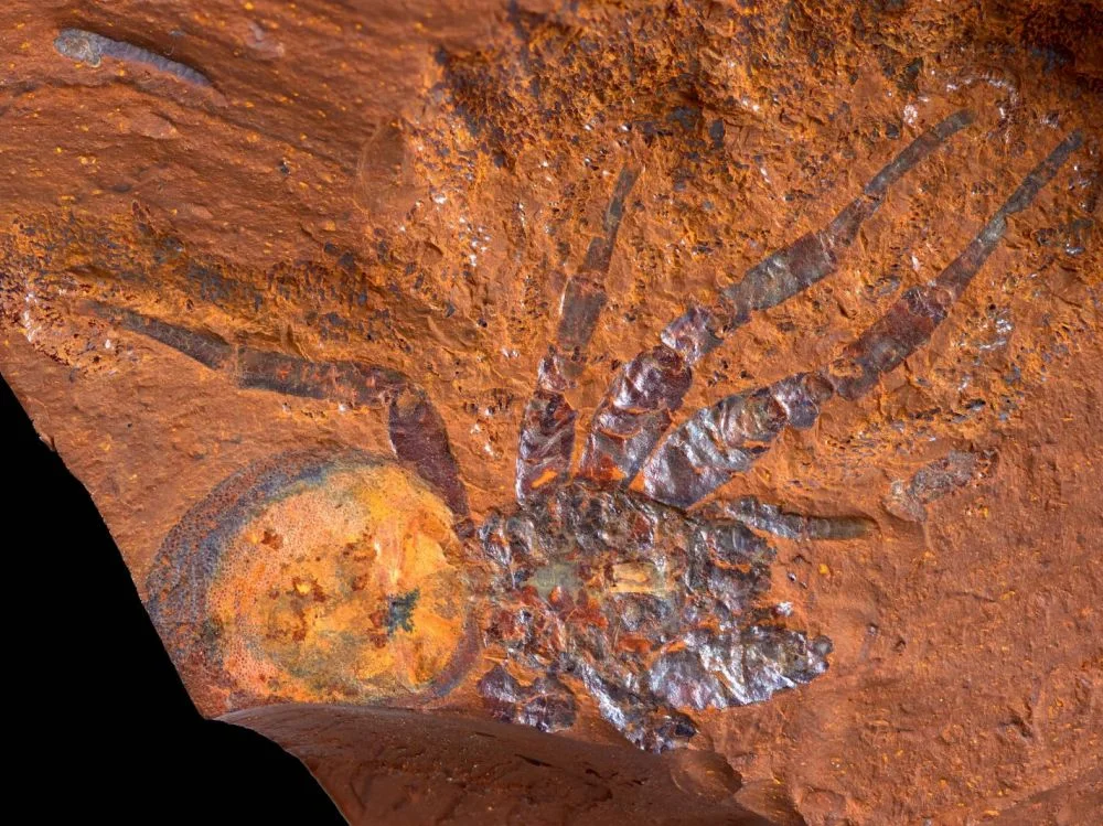 Araignées fouisseuses, cigales géantes, plantes inconnues : un nouveau site riche en fossiles découvert en Australie