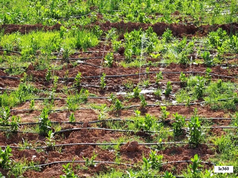 Maroc : entre souverainete alimentaire et stress hydrique, le modele agricole remis en question