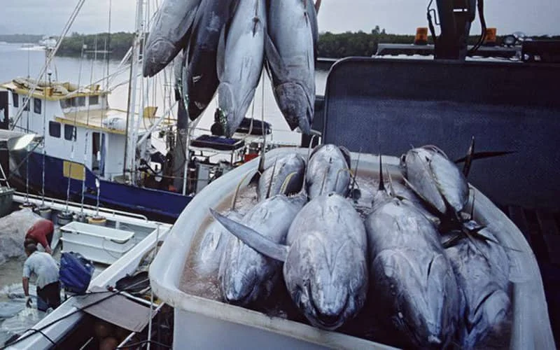 La surexploitation menace les ressources halieutiques marocaines