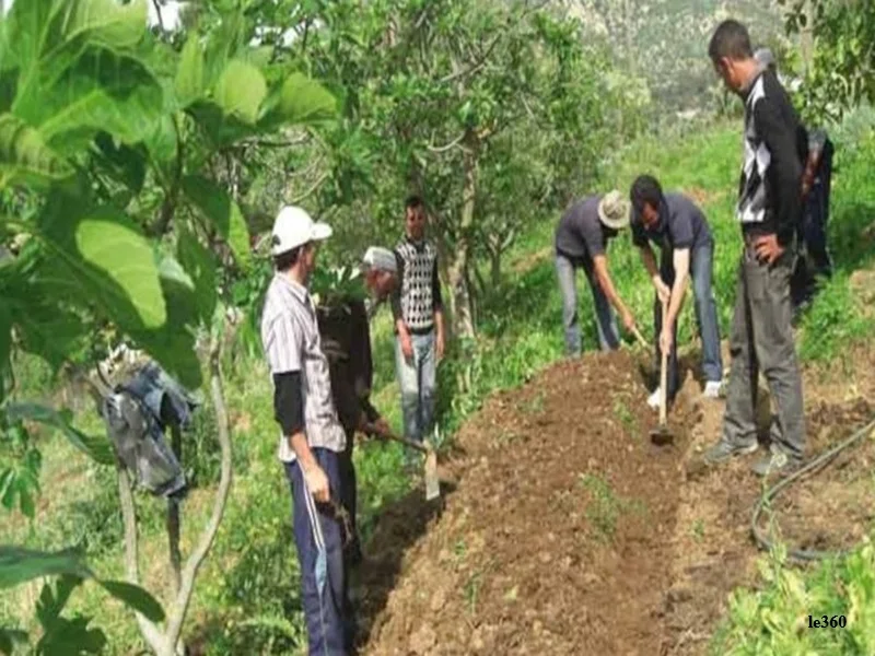 Agriculture Maroc 2025-2026 : fortes pluies, recoltes en hausse et rebond du secteur agricole
