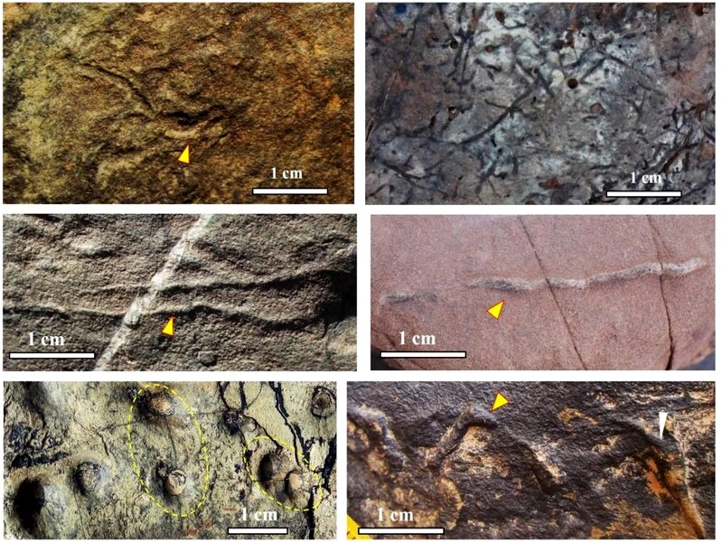 Découverte des premières traces de vie au Maroc datant de 539 millions d’années