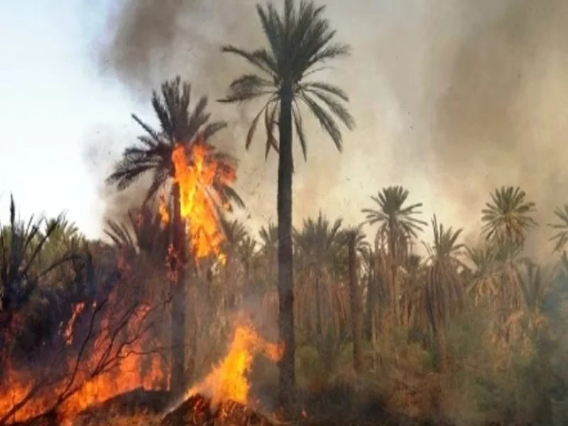 Incendies dans les oasis de Guelmim : alerte climatique