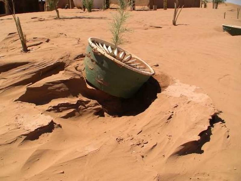Sahara-Roots : une fondation qui fait planter des arbres au milieu du désert marocain !