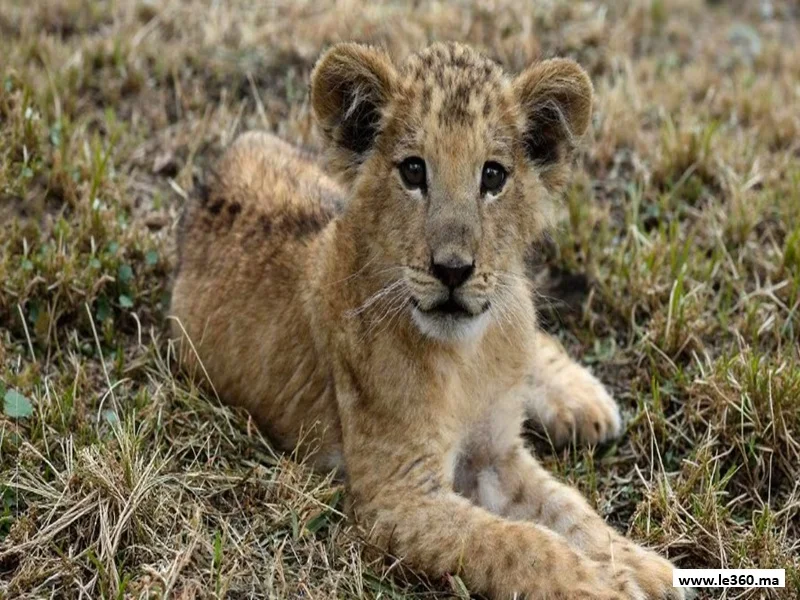 Naissance de 80 animaux rares au Zoo de Rabat
