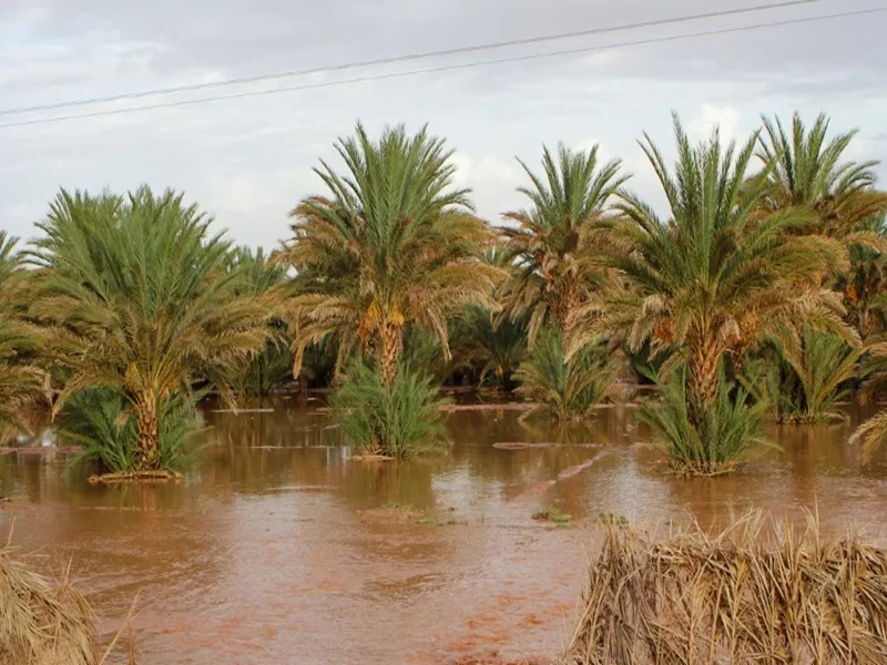 Zagora : tempête dévaste récoltes de dattes et pastèques