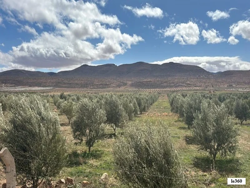 Jerada : la culture de l’olivier dynamise l’agriculture et soutient 600 familles