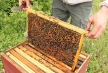 Le miel d’euphorbe, un produit du terroir très prisé au Maroc  Le prix du miel de Daghmous et de thym s’élève à 250 DH/kg