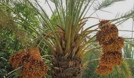 Palmier dattier  Le Maroc occupe la 7ème place au niveau mondial