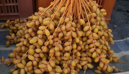 Le Maroc maintient ses objectifs de production de dattes 