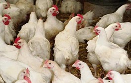Grippe aviaire le Maroc arrête les importations de volaille française