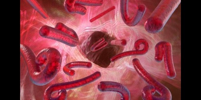  Fièvre Ebola  Le ministère de la santé rassure