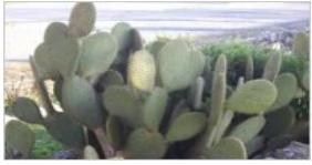 La culture de Cactus au Maroc : un potentiel énorme pour un avenir prometteur
